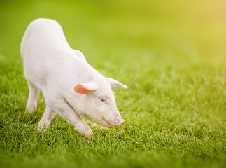 Adorable farm piglet on meadow, organic farming and peaceful countryside