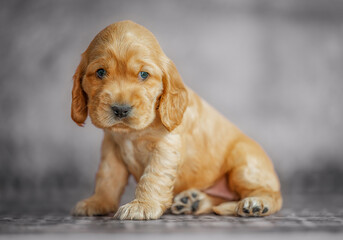 Funny and cute spaniel puppy sitting on a gray studio background