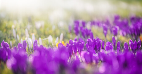 Purple crocuses blooming in spring, fresh flowers and vibrant nature background.