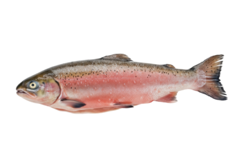 Fresh rainbow trout isolated PNG on transparent background, raw fish with pink stripe for healthy eating and seafood concepts