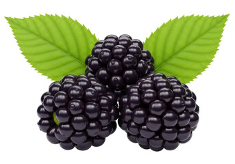 Three fresh blackberries with leaves PNG isolated on transparent background, juicy dark purple fruit for healthy eating and summer designs