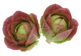 Two heads of radicchio lettuce isolated PNG on transparent background, fresh red chicory vegetable for healthy eating and salad ingredient