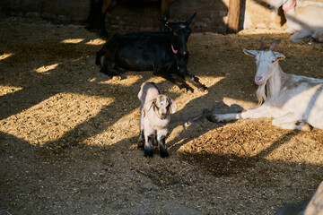 Baby goats resting in corral with natural light