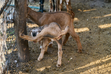 Baby goat walking near a tree in corral