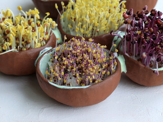 Close up of fresh microgreens sprouts growing in small handmade ceramic bowls on light surface. Concept of healthy nutrition, home growing, sustainability, and slow living lifestyle.