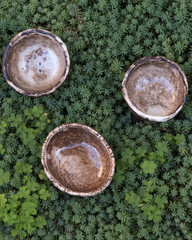 Top view of handmade ceramic bowls arranged on a dense green succulent background outdoors. Natural textures, earthy tones and artisanal pottery composition reflecting sustainability, slow living and 