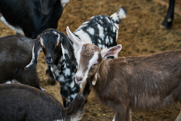 Group of goats and baby goats inside barn