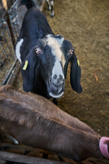 Black goat close-up inside the corral