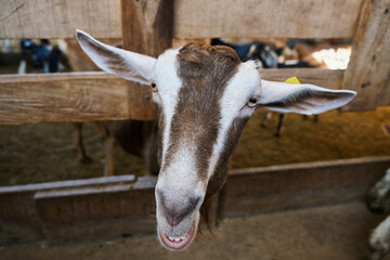Goat looking forward inside the barn