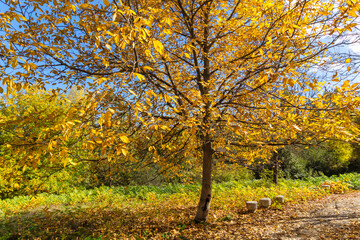 Fototapeta premium Autumn Landscape of South Park in city of Sofia, Bulgaria