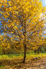 Fototapeta premium Autumn Landscape of South Park in city of Sofia, Bulgaria