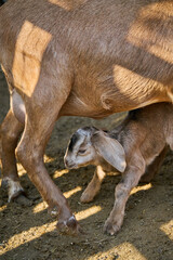 Baby goat nursing from its mother in corral