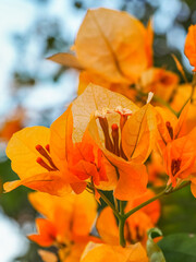 Orange Bougainvillea buttiana known as great bougainvillea, close up. Flowering plant in the family Nyctaginaceae. Evergreen Paperflower is ornamental plant, woody vine shrub.