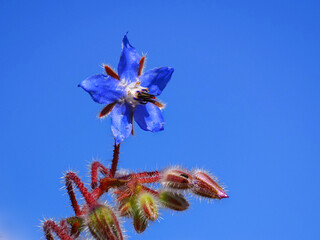 Starflower borage or Borago officinalis, blue flower with buds, against blue sky, close up. Annual herb, flowering plant, Boraginaceae family. Blue Borage cultivated for culinary and medicinal uses.