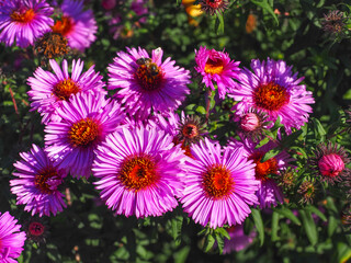 Symphyotrichum dumosum or Bushy Aster, double bright pink flowers with yellow center, close up. Aster dumosus is perennial herbaceous flowering plant of the Asteraceae family.