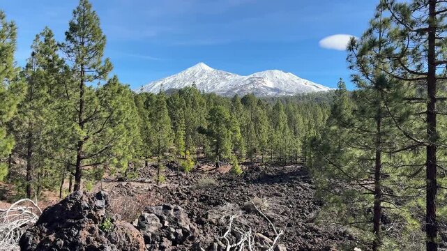Chinyero nature reserve on Tenerife, an unique landscape of black lava and pine forests. On the background snow on the El teide volcano