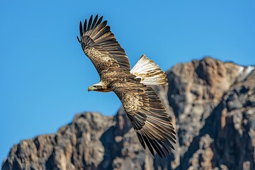 Naklejka premium Majestic bald eagle gliding with open wings high resolution picture
