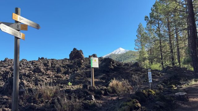 Chinyero nature reserve on Tenerife, an unique landscape of black lava and pine forests. On the background snow on the El teide volcano