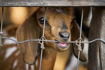 Close-up of a young goat behind a fence