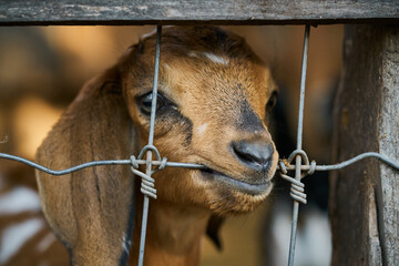 Young goat looking through a fence