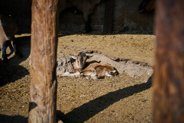 Baby goat resting alone in the corral
