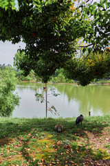 Fototapeta premium Lake, tree, birds, grass, water, shore: Tranquil park scene with leafy tree overhanging a calm lake, two birds foraging on grassy shore, reflections and peaceful natural setting.