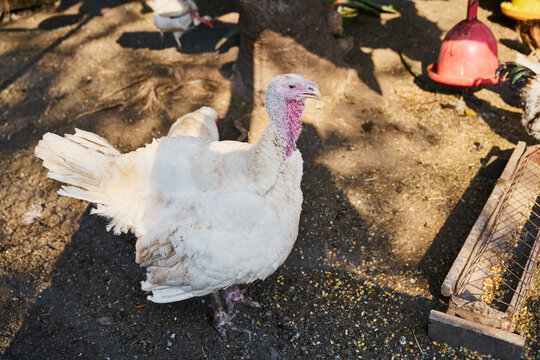 White turkey walking on the farm
