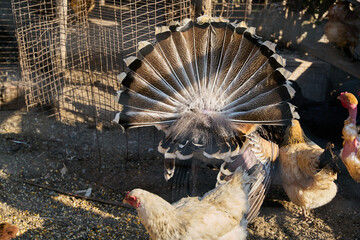 Turkey spreading feathers inside the corral