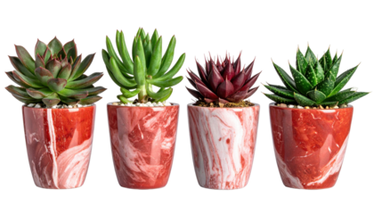 Array of Colorful Succulents in Decorative Pots Isolated on a Transparent Background