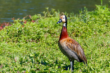 Close-up of a White-faced Whistling Duck (Dendrocygna viduata) with white face and chestnut breast, standing on green grass near water in sharp focus.