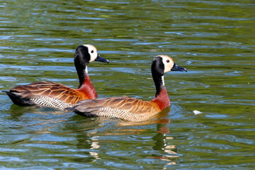 A pair of White-faced Whistling Ducks (Dendrocygna viduata) swimming in calm waters. Birds with white faces and chestnut breasts in sharp focus.