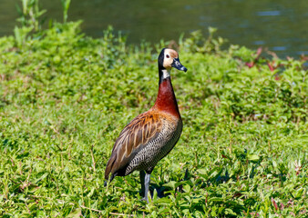 Close-up of a White-faced Whistling Duck (Dendrocygna viduata) with white face and chestnut breast, standing on green grass near water in sharp focus.