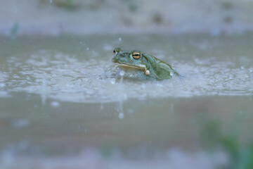 Portrait of cane toad (Rhinella marina) in the water, also known as the giant neotropical toad or marine toad, is a large, terrestrial true toad native to South and mainland Central America