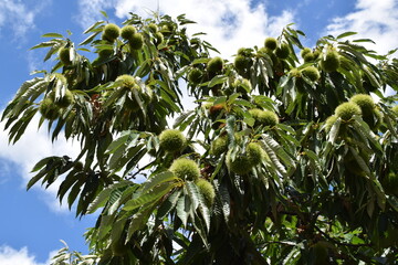 実ってきた栗のイガ