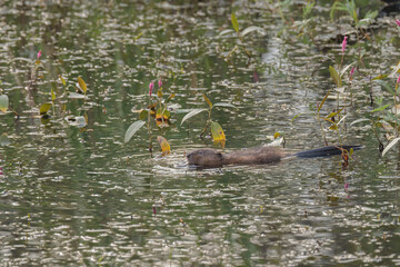 Muskrat in Smart Weed