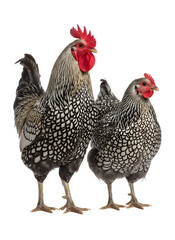 Silver laced wyandotte rooster and hen standing on transparent