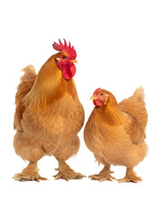 Buff brahma rooster and hen standing side by side