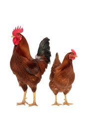 Rooster and hen standing on transparent background
