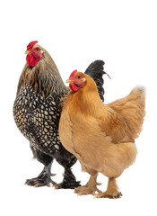 Rooster and hen standing together, farm poultry