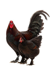 Rooster and hen standing together, transparent background