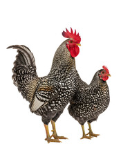 Barred rock rooster and hen standing on transparent background