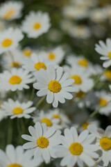 Fototapeta premium daisies in a field