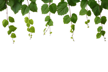 Hanging vine leaves border in natural style isolated on white background