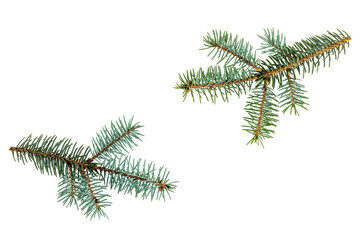 Obraz premium Pine tree branch set. Fir spruce or cedar, twigs with green needles isolated on transparent background. 