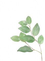 Watercolor Eucalyptus Leaves Branch – Botanical Illustration
