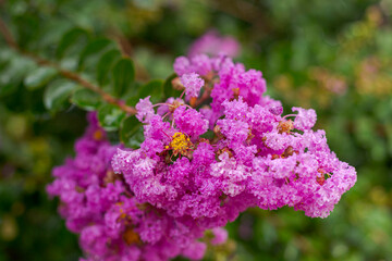 Obraz premium Detail of the plant Lagerstroemia crepe myrtle in a Brazilian home garden