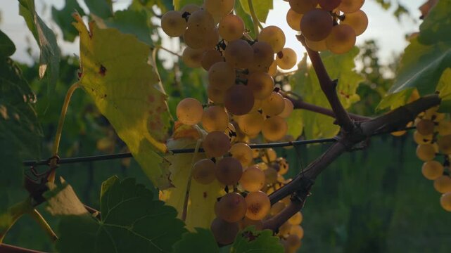 Ripe yellow grapes hanging in the evening sunlight in a vineyard, moving from bottom to top