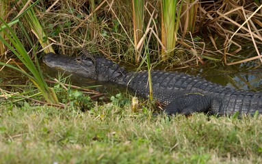 Naklejka premium Adult American Alligator (Alligator mississippiensis) with a hatchling on her head