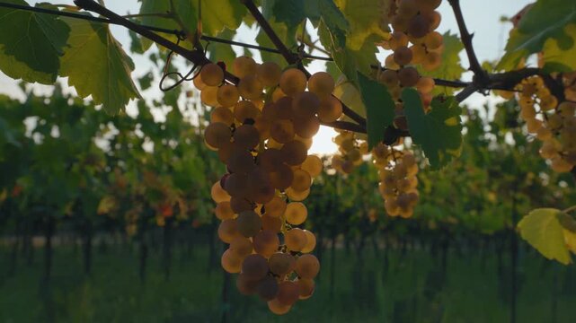 Ripe yellow grapes hanging in the evening sunlight in a vineyard, moving from top to bottom
