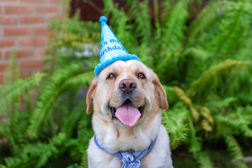 Close-up portrait of a happy yellow Labrador wearing a blue birthday hat and scarf, celebrating...